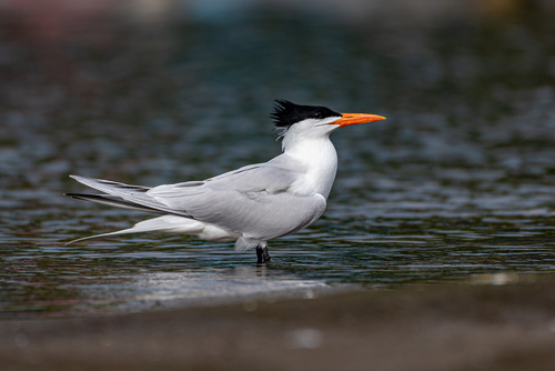 Image of Royal Tern