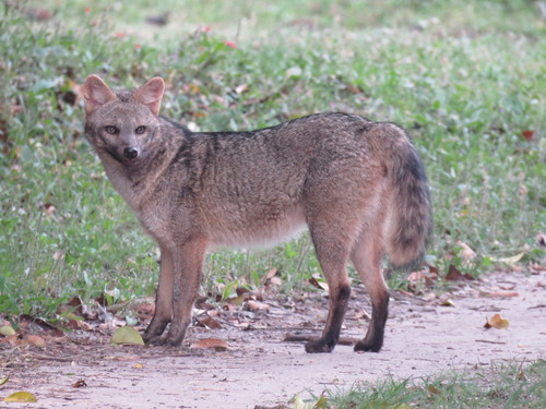 Image of Crab-eating Fox