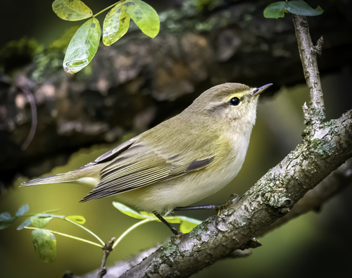 Image of Common Chiffchaff