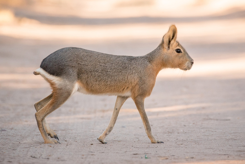 Image of Patagonian mara