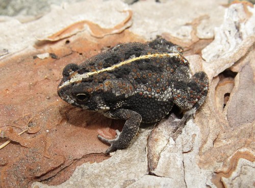 Image of Oak Toad