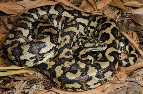 Image of Carpet Python