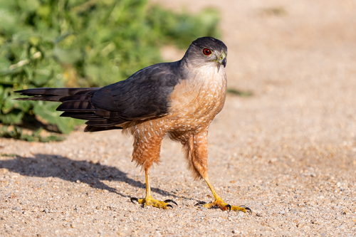 Image of Cooper's Hawk