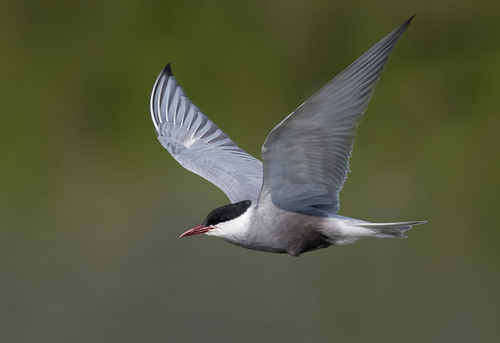 Image of Whiskered Tern