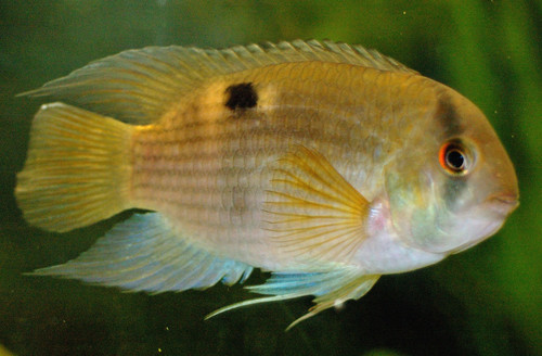 Image of Keyhole Cichlid