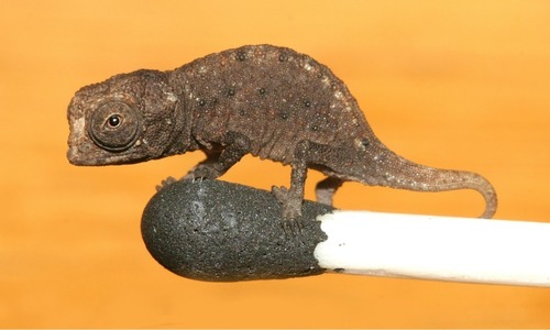 Image of Madagascan Dwarf Chameleon