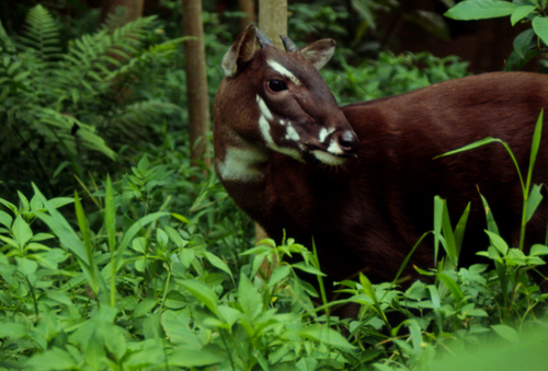 Image of Saola