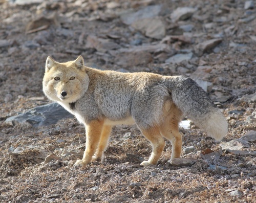 Image of Tibetan Fox