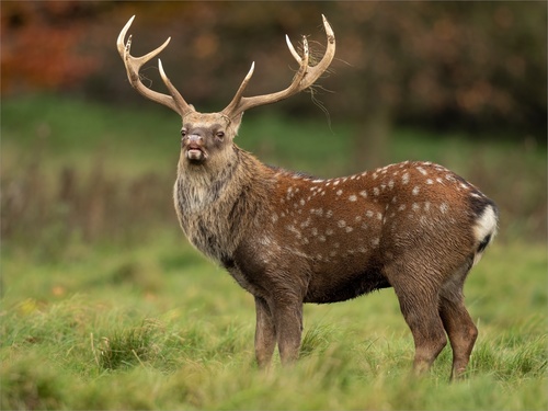 Image of Sika Deer