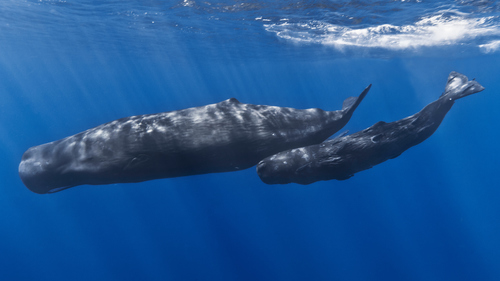 Image of Sperm Whale