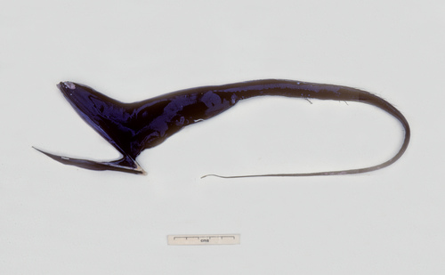 Image of Gulper Eel