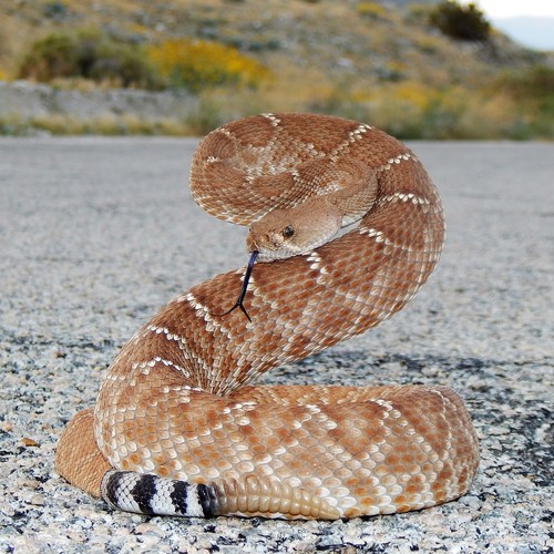 Image of Red Diamond Rattlesnake