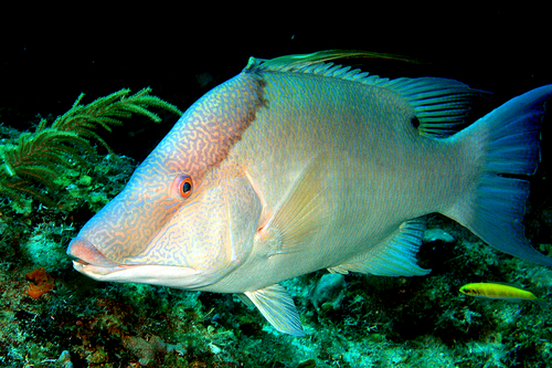 Image of Hogfish