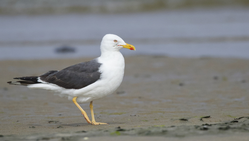 Image of Lesser Black-backed Gull