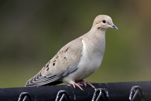 Image of Mourning Dove