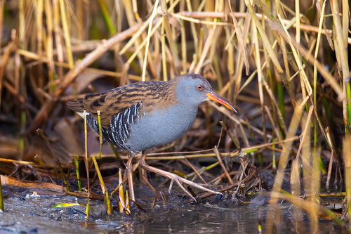 Image of Water Rail