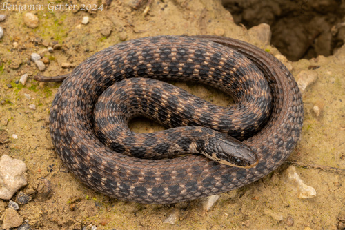 Image of Kirtland's Snake