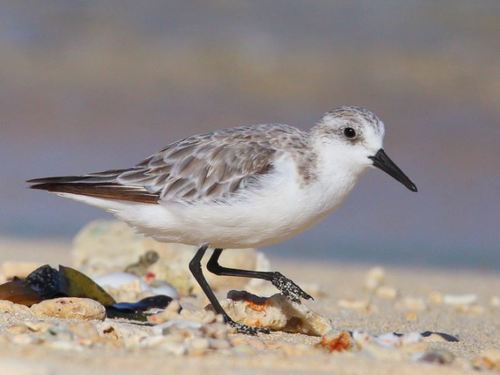 Image of Sanderling