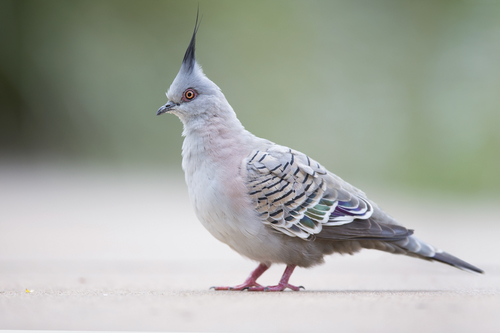 Image of Crested Pigeon