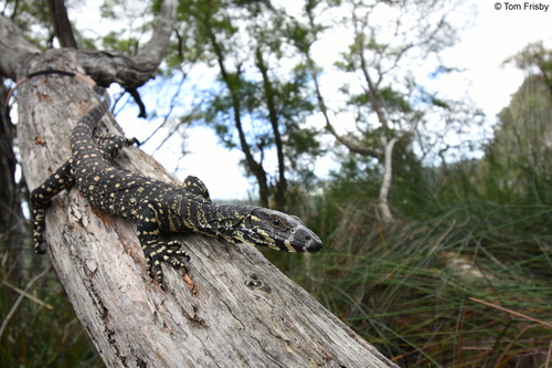 Image of Lace Monitor