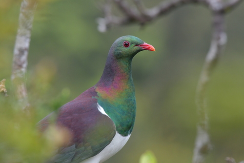 Image of New Zealand pigeon