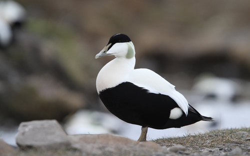 Image of Common Eider