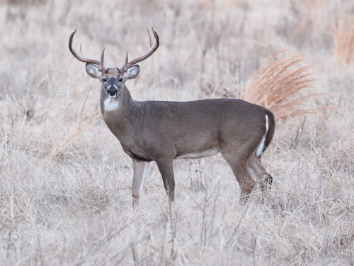 Image of White-tailed Deer