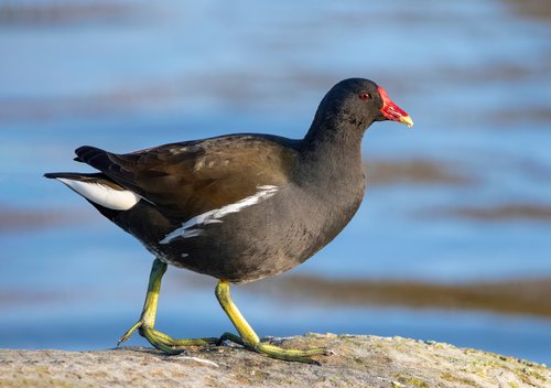 Image of Common Moorhen