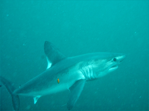 Image of Porbeagle