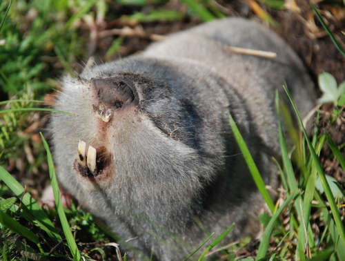 Image of Lesser Blind Mole Rat