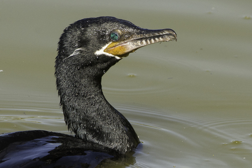 Image of Neotropic Cormorant