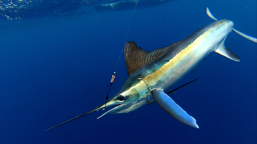 Image of White Marlin