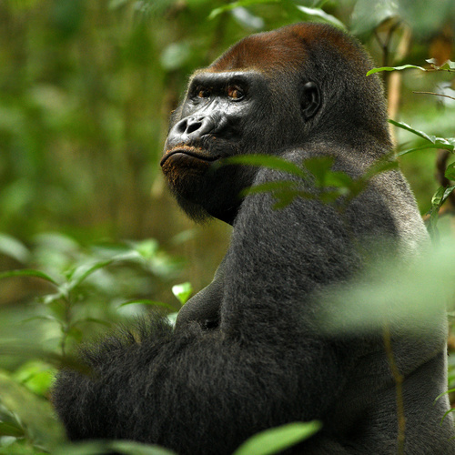 Image of Western Gorilla