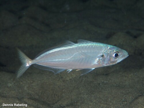 Image of Atlantic Horse Mackerel