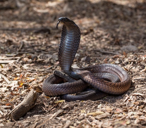 Image of Arabian Cobra