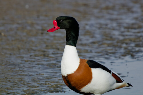 Image of Common Shelduck