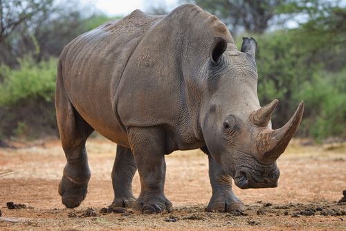 Image of White Rhinoceros