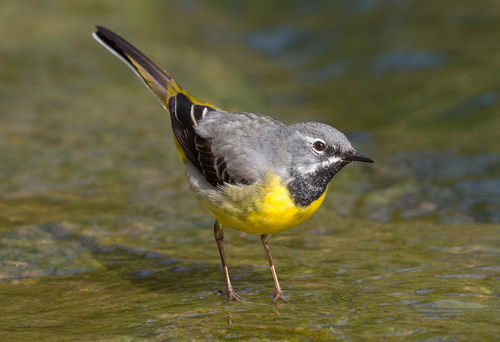 Image of Grey Wagtail