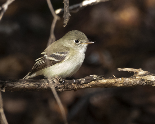 Image of Least Flycatcher