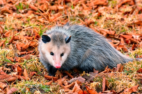 Image of Virginia opossum