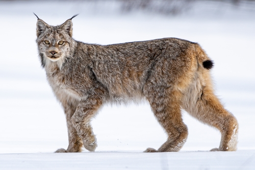 Image of Canada Lynx