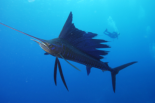 Image of Indo-Pacific Sailfish