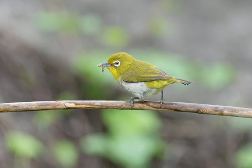 Image of Warbling White-eye