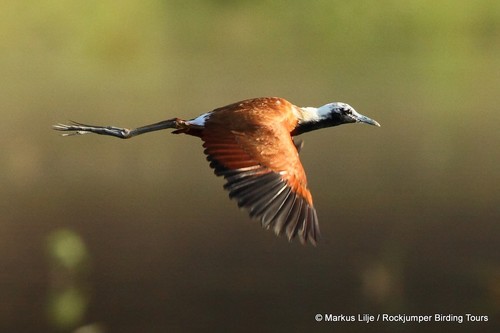 Image of African Jacana