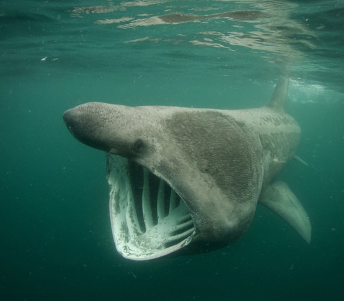 Image of Basking Shark