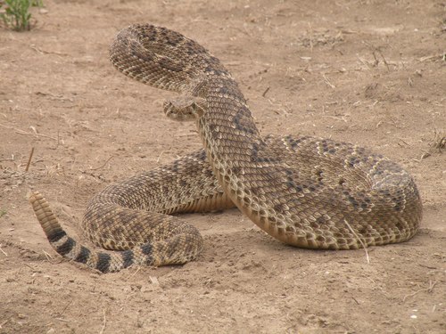 Image of Western Diamondback Rattlesnake