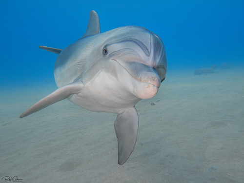 Image of Common Bottlenose Dolphin