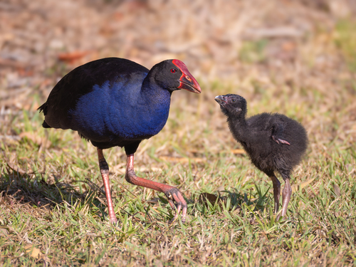 Image of Australasian Swamphen