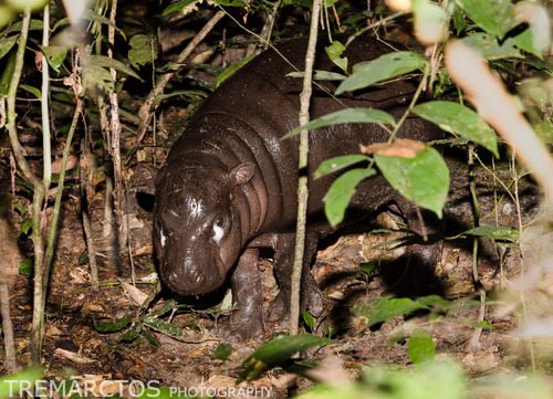 Image of Pygmy Hippopotamus