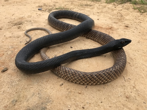 Image of Coachwhip